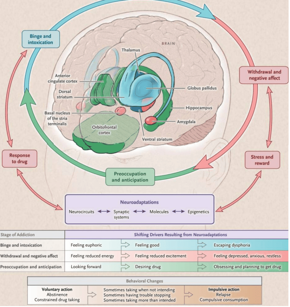 The science of addiction safe project